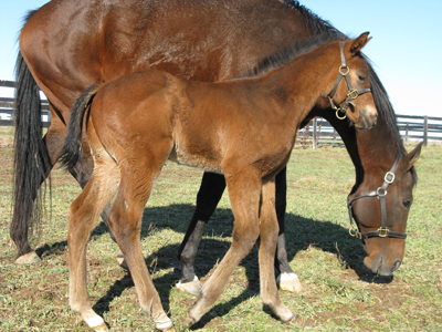 Everyone's Honour 08 at 21 days